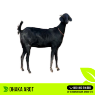 Whole Goat (আস্ত খাসি)