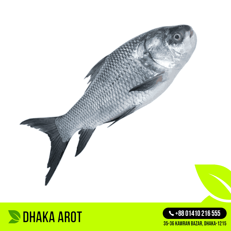 Live Katla Fish (কাতলা মাছ) ± 2-3 kg