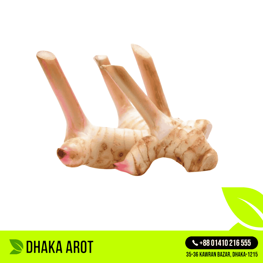 Thai Ginger / Galangal (থাই আদা)