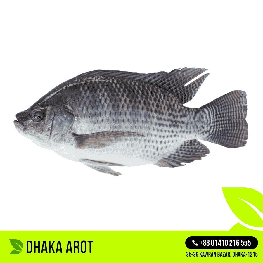 Tilapia Fish- তেলাপিয়া মাছ (প্রতি পিস 500 গ্রাম থেকে 600 গ্রাম )