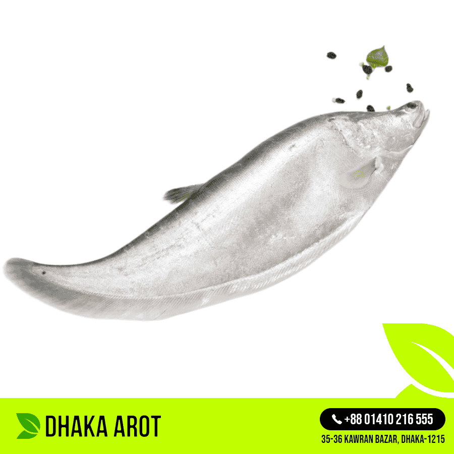 Chitol Fish চিতল মাছ (প্রতি পিস 700 গ্রাম থেকে ১ কেজি)