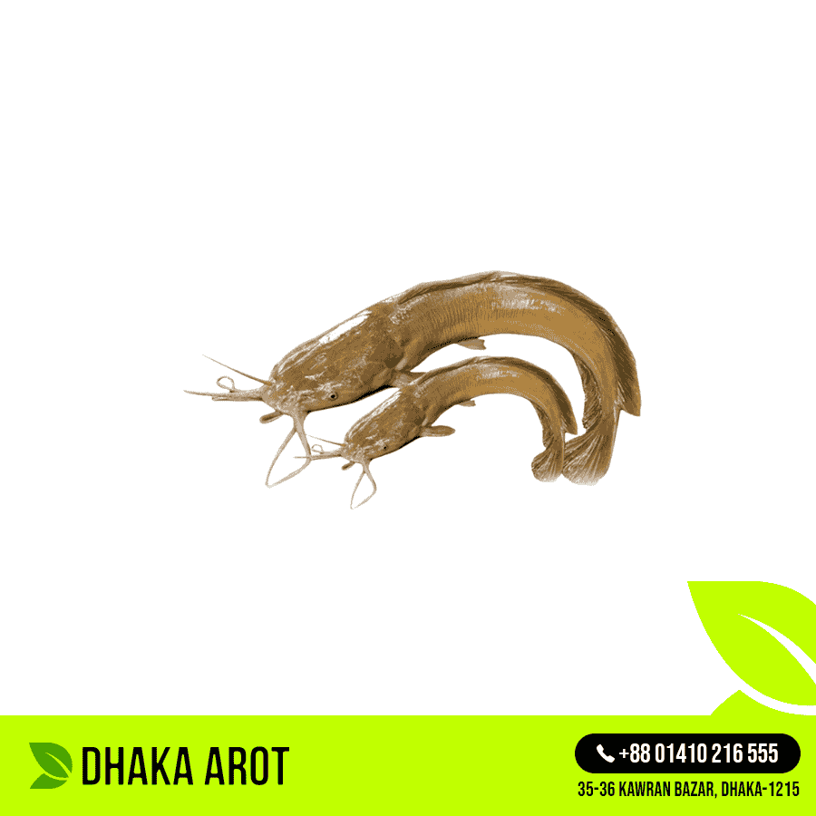 Live Magur Fish Premium - জ্যান্ত মাগুর মাছ প্রিমিয়াম (কেজিতে ৫ থেকে ৮ পিস)