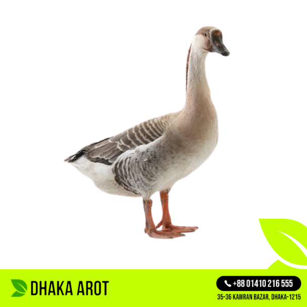 Swan / Goose (রাজ হাঁস) 3KG +