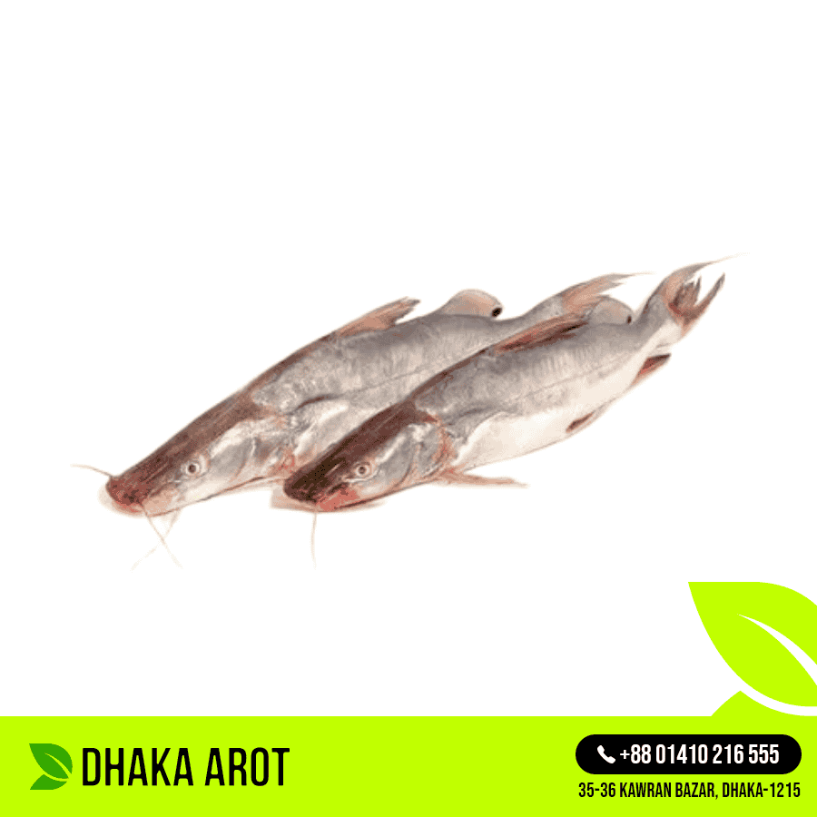 Ayer Fish - আইড় মাছ (প্রতি পিস ১ কেজি থেকে ১.৫ কেজি)