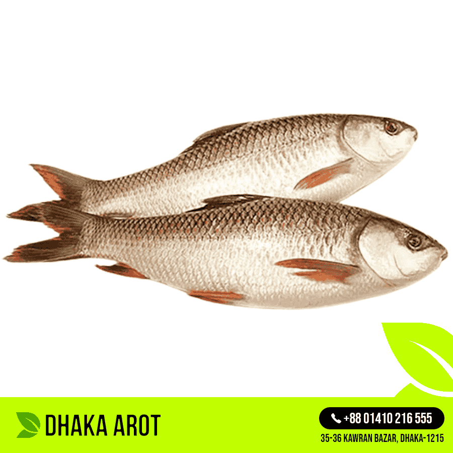 River Rui Fish -নদীর রুই মাছ (প্রতি পিস ৭  থেকে  ১০ কেজি)