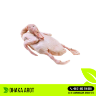 Deshi Duck (দেশি হাঁস) 1.5 KG+