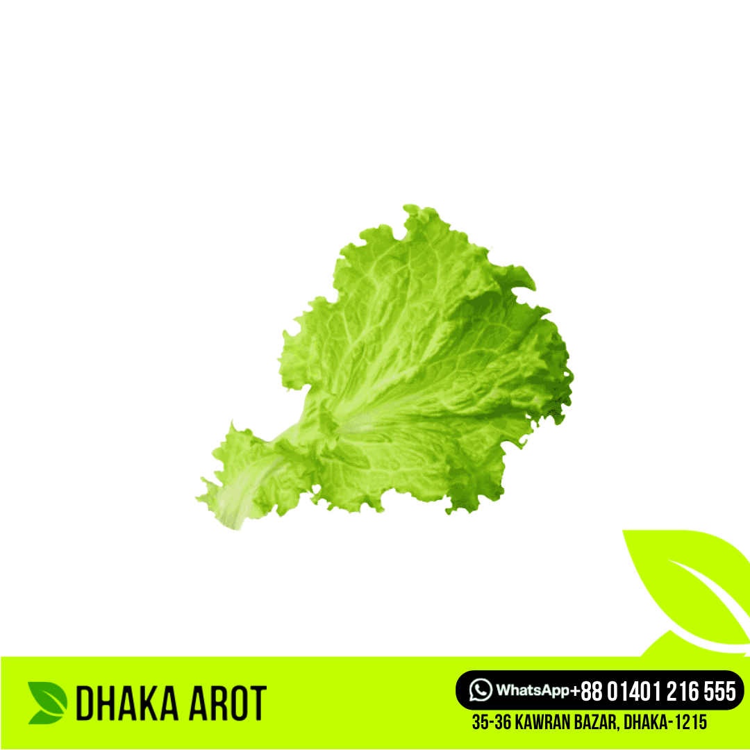 Lettuce / Salad Leaf (সালাত পাতা)
