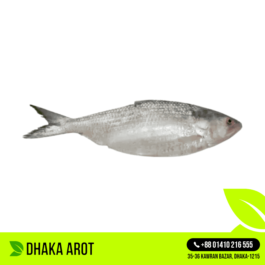 Hilsa Fish - Per Pc 500 gm ± Size (ইলিশ মাছ - ৫০০ গ্রাম ± )