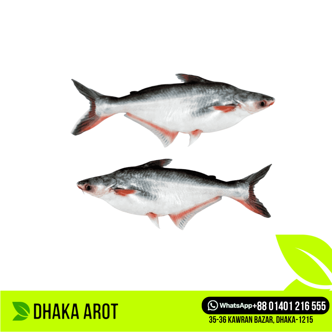 Pangas Fish Premium - পাঙ্গাস মাছ প্রিমিয়াম (প্রতি পিস ৩ থেকে ৫ কেজি)