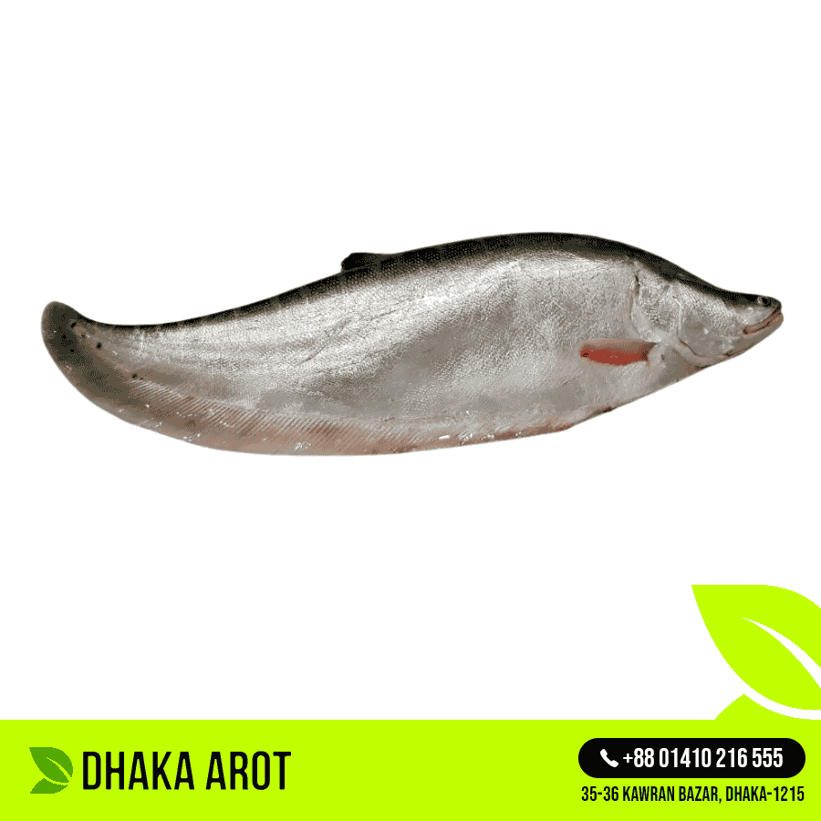 Chitol Fish চিতল মাছ (প্রতি পিস ২ কেজি থেকে ৩  কেজি)