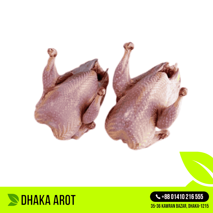 Deshi Pigeon (কবুতর বড়- দেশি)