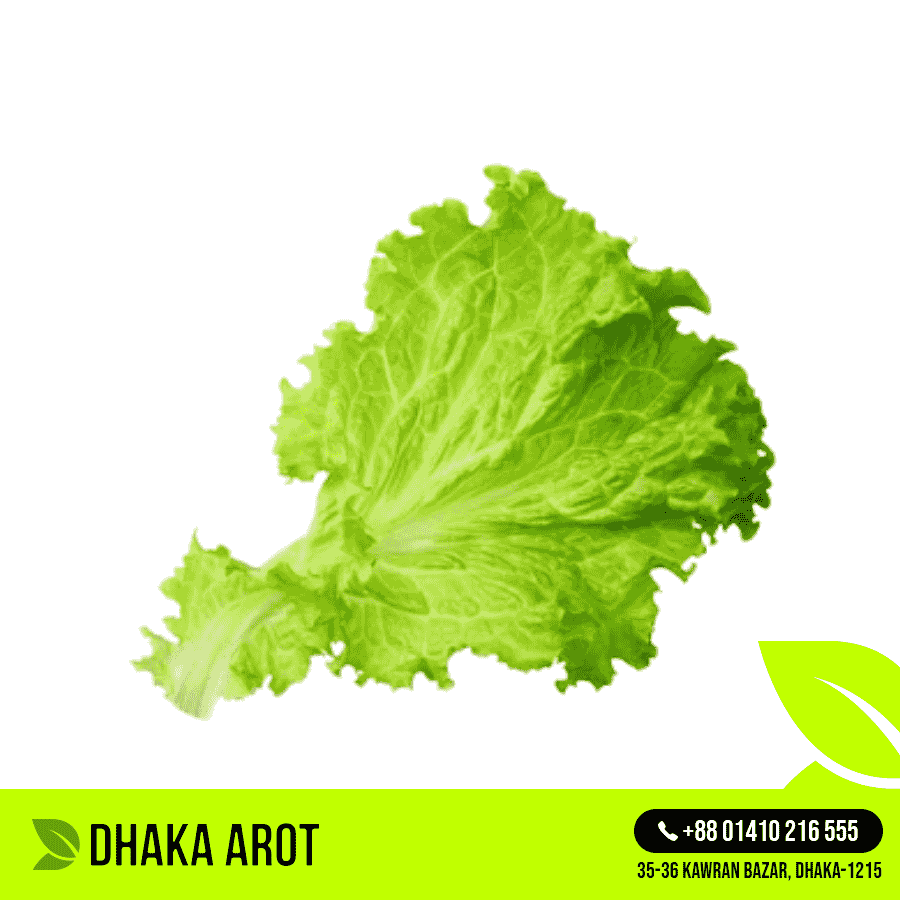 Lettuce / Salad Leaf (সালাত পাতা)