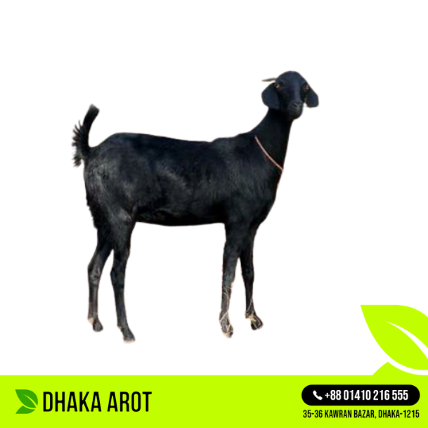 Whole Goat (আস্ত খাসি)