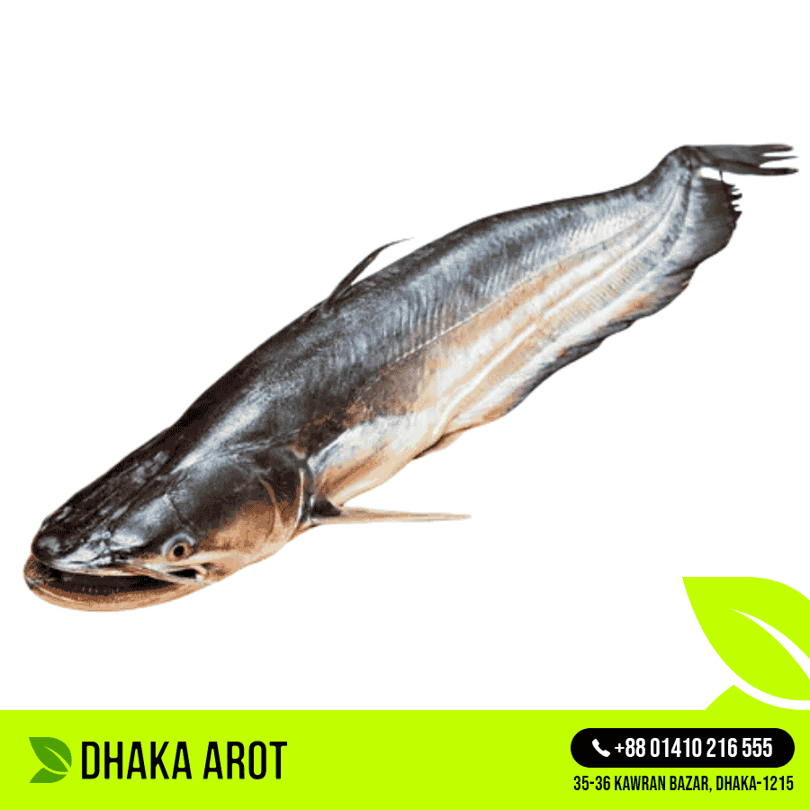 Boal Fish - বোয়াল মাছ (প্রতি পিস 700 গ্রাম থেকে ১ কেজি)