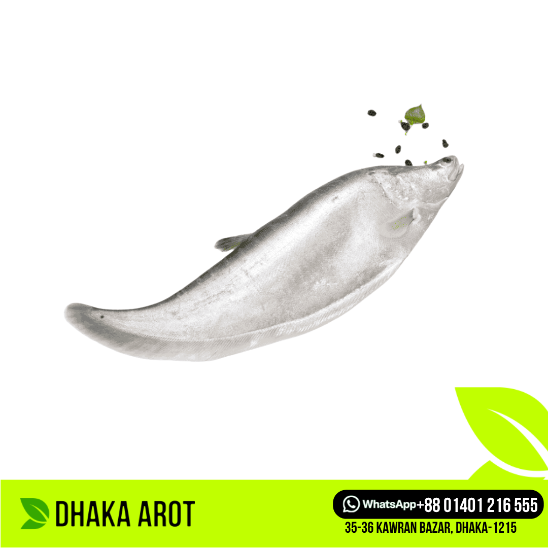 Chitol Fish চিতল মাছ (প্রতি পিস 700 গ্রাম থেকে ১ কেজি)