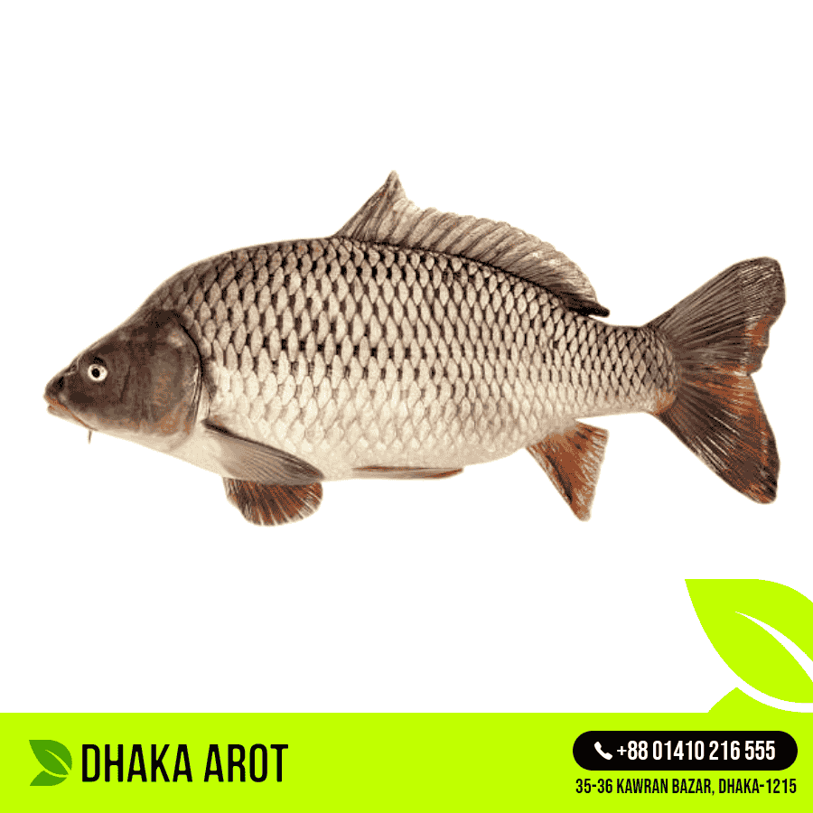 Karfu Fish - কার্পু / কার্পিও মাছ (প্রতি পিস ১.৫ থেকে ৩ কেজি)