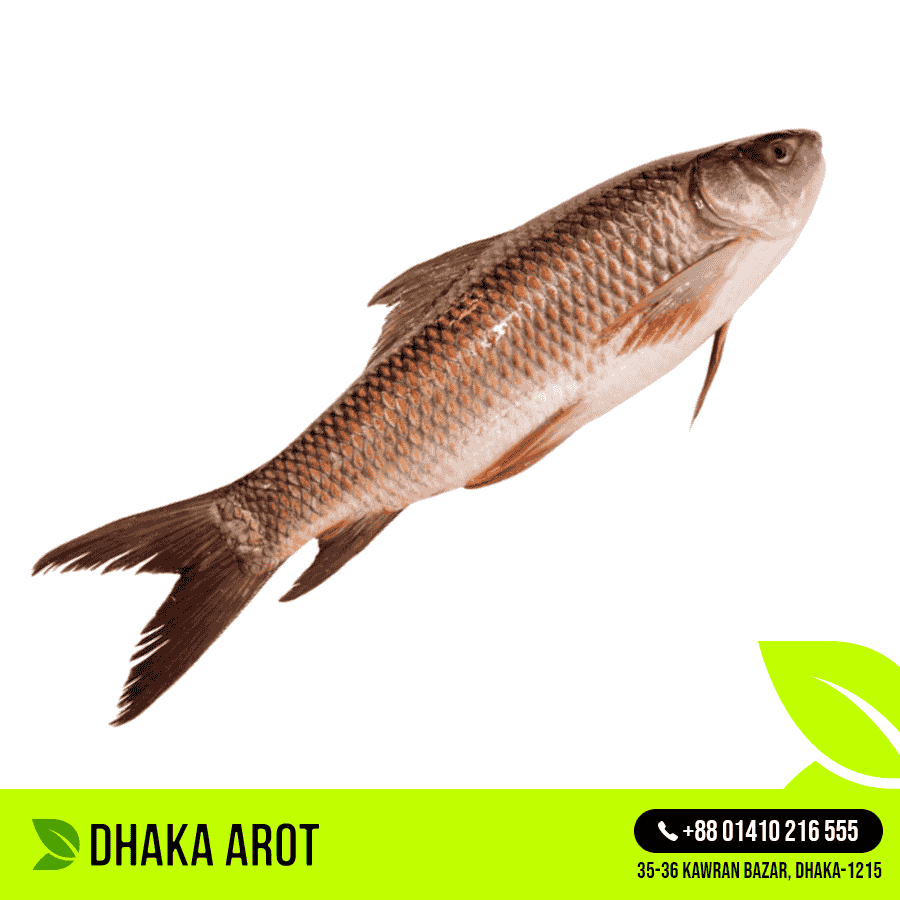 Live Rui Fish Medium  - রুই মাছ জ্যান্ত (  (প্রতি পিস 1.5 থেকে 2 কেজি)