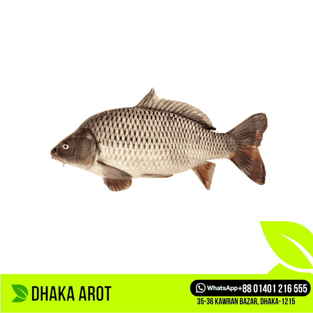 Karfu Fish - কার্পু / কার্পিও মাছ (প্রতি পিস ১.৫ থেকে ৩ কেজি)