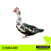 China Duck / Muscovy (চীনা হাঁস) 3KG +