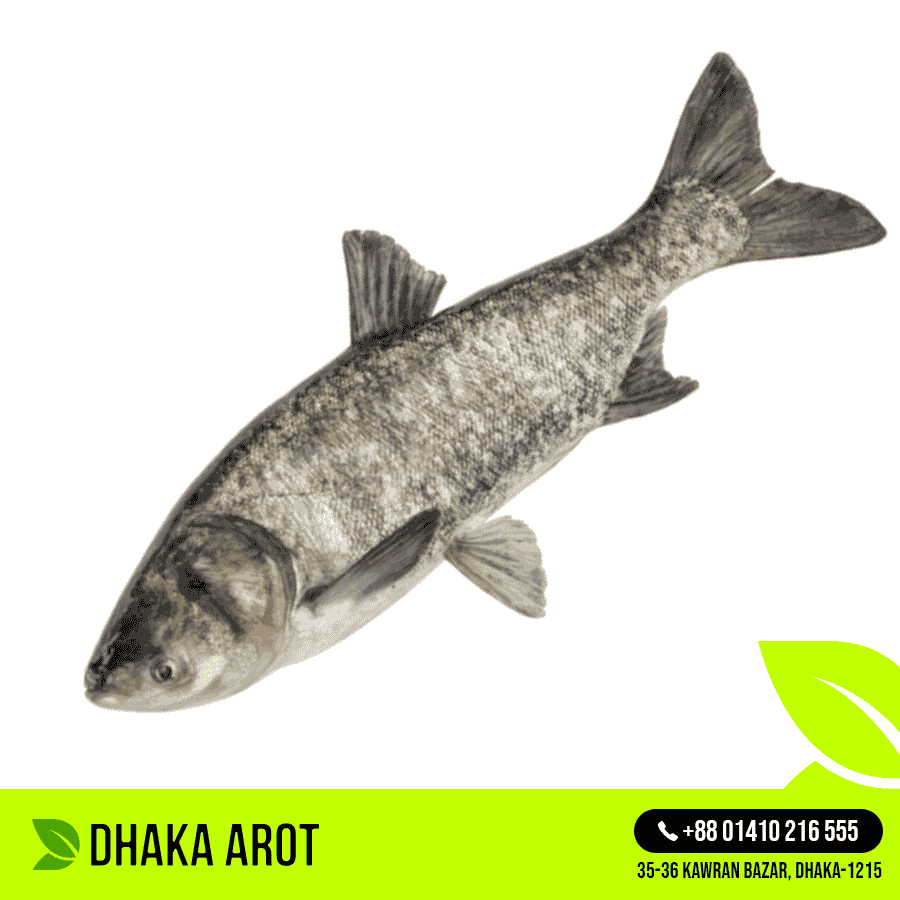 Brigade Fish - ব্রিগেড / বিগহেড কার্প (প্রতি পিস ৫ কেজি থেকে ৭  কেজি)