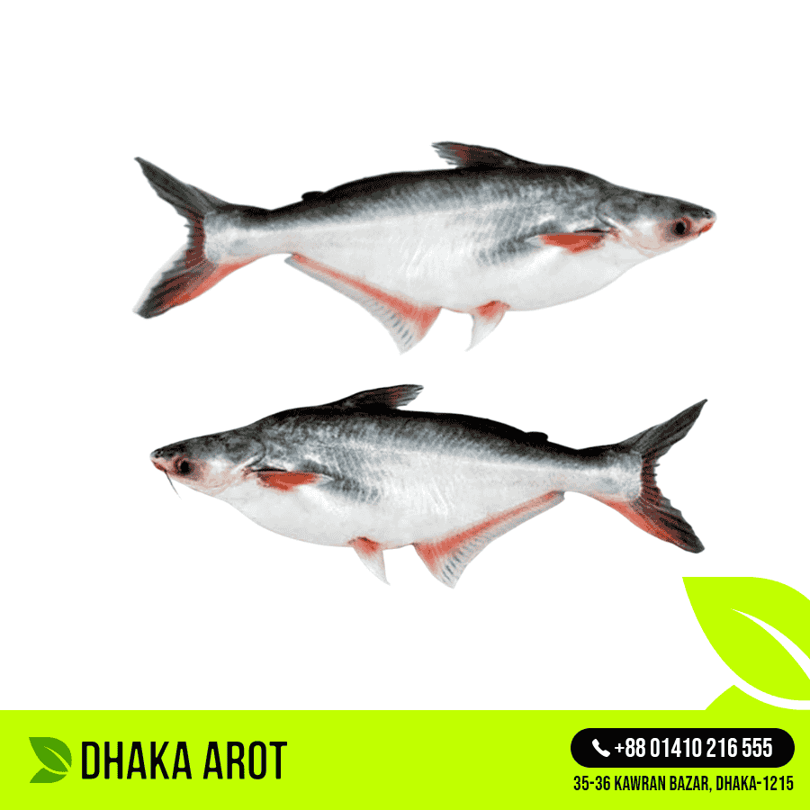 Pangas Fish Premium - পাঙ্গাস মাছ প্রিমিয়াম (প্রতি পিস ৩ থেকে ৫ কেজি)