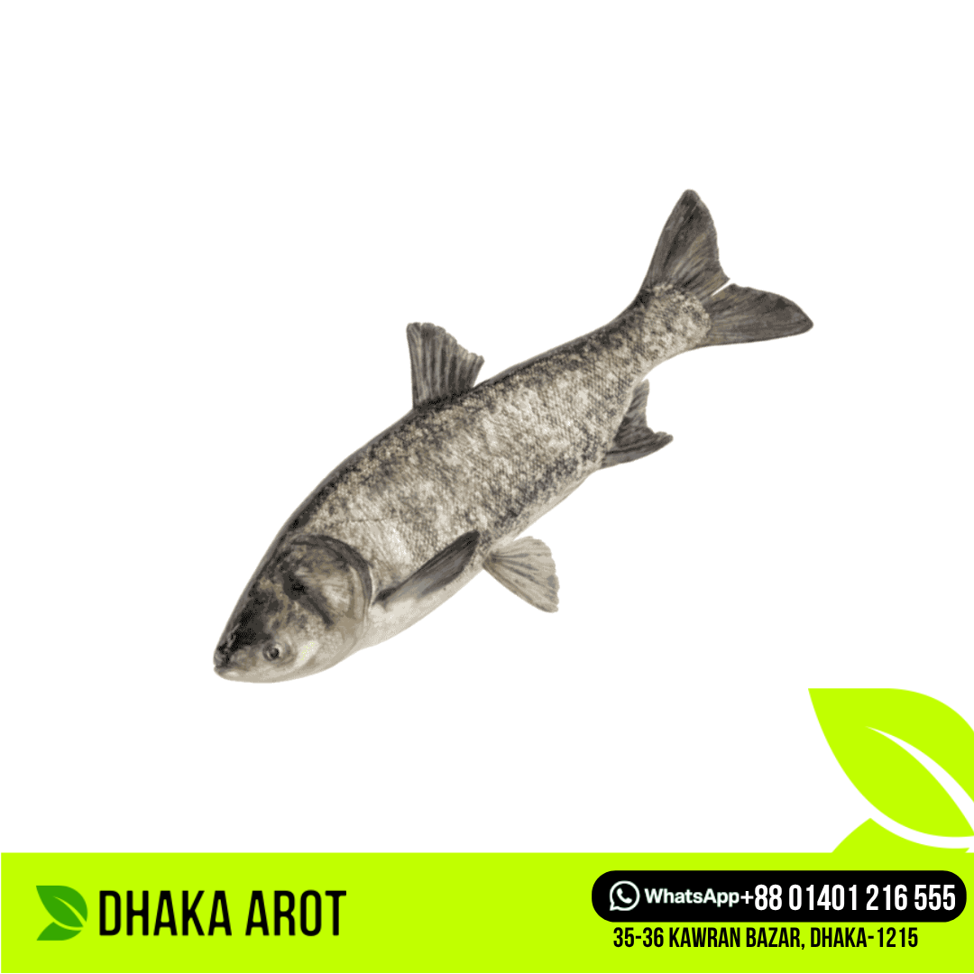 Brigade Fish - ব্রিগেড / বিগহেড কার্প (প্রতি পিস ৫ কেজি থেকে ৭  কেজি)