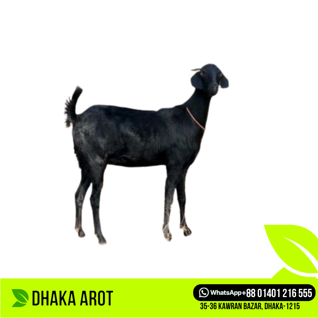 Whole Goat (আস্ত খাসি)