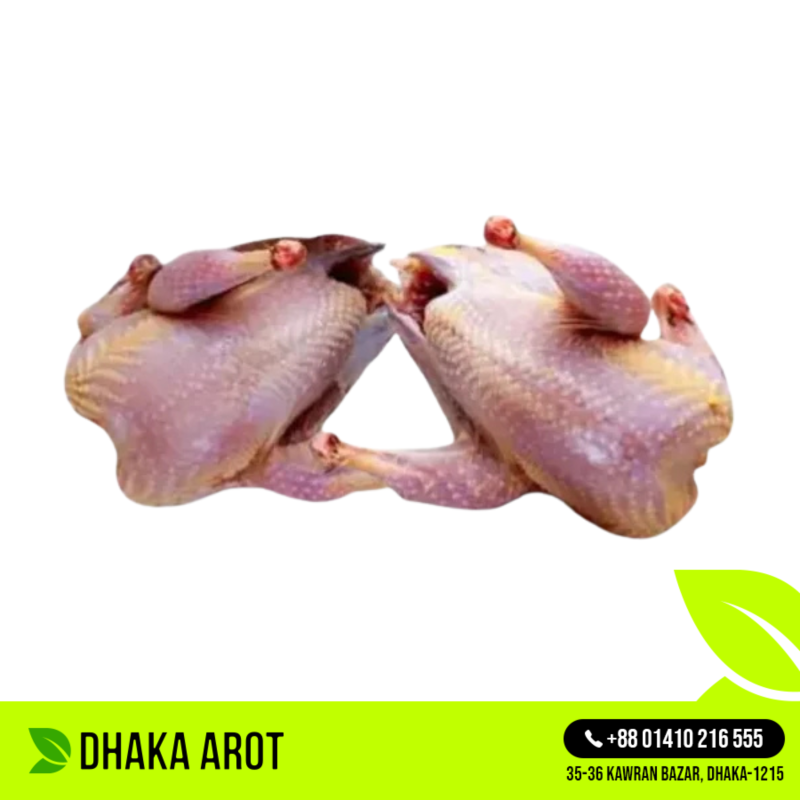 Deshi Pigeon (কবুতর - দেশি)
