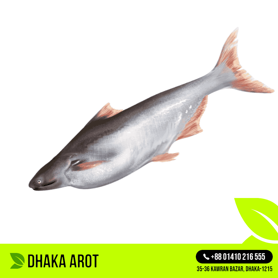 River Pangas Fish-নদীর পাঙাশ মাছ (প্রতি পিস 4 কেজি থেকে ৫ কেজি)
